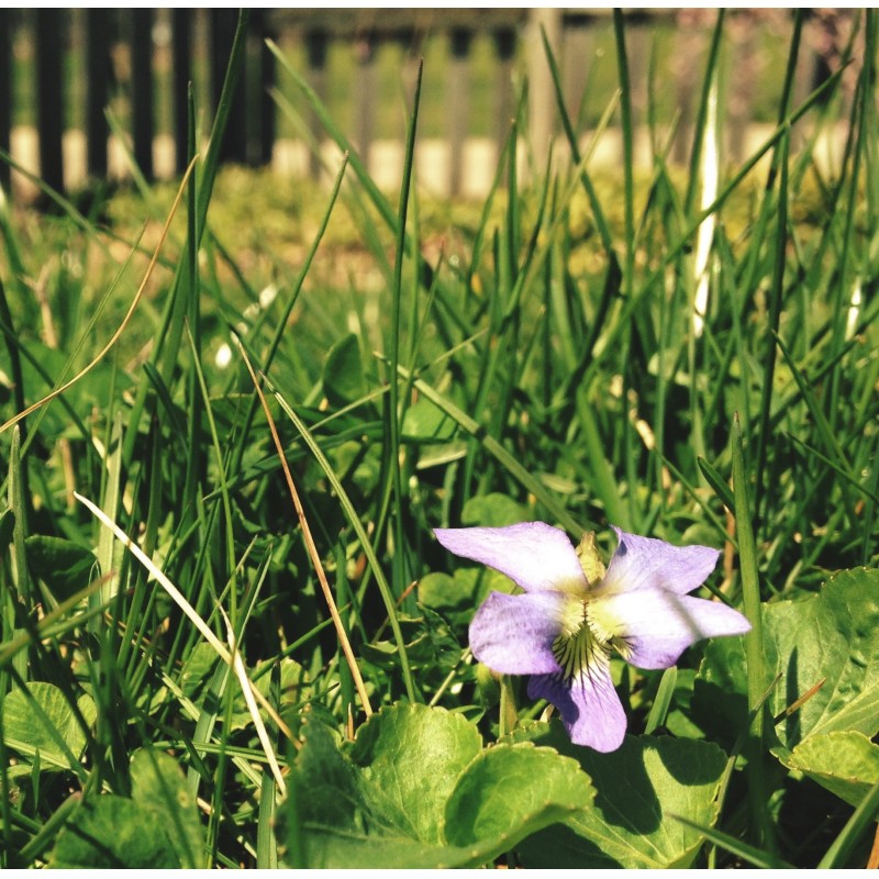 Random flower growing in the yard - photo print - Primary Image