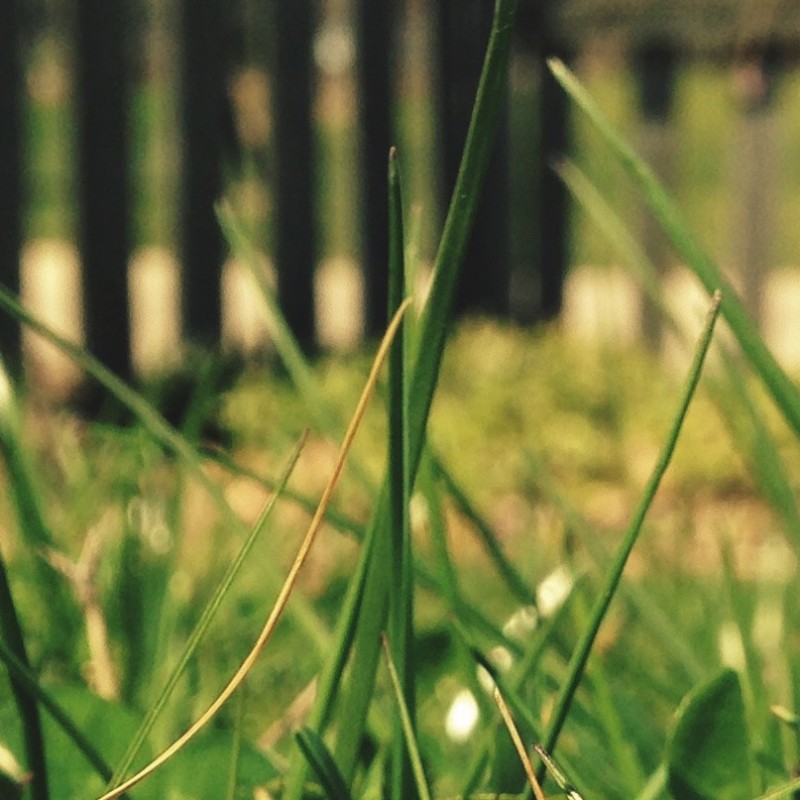 Random flower growing in the yard - photo print - Additional Image 1