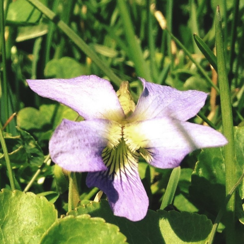 Random flower growing in the yard - photo print - Additional Image 2