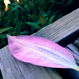 Random lavender flower petal - photo print