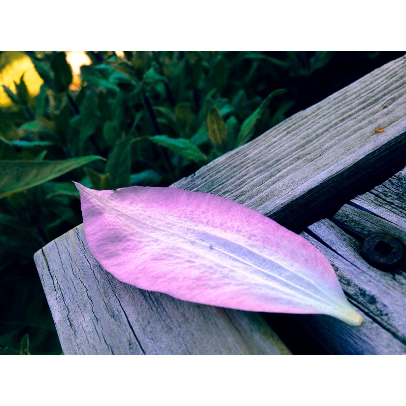 Random lavender flower petal - photo print - Primary Image