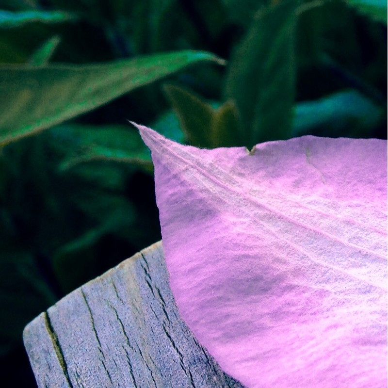 Random lavender flower petal - photo print - Additional Image 1