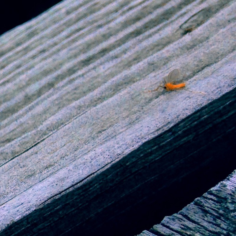 Random lavender flower petal - photo print - Additional Image 2