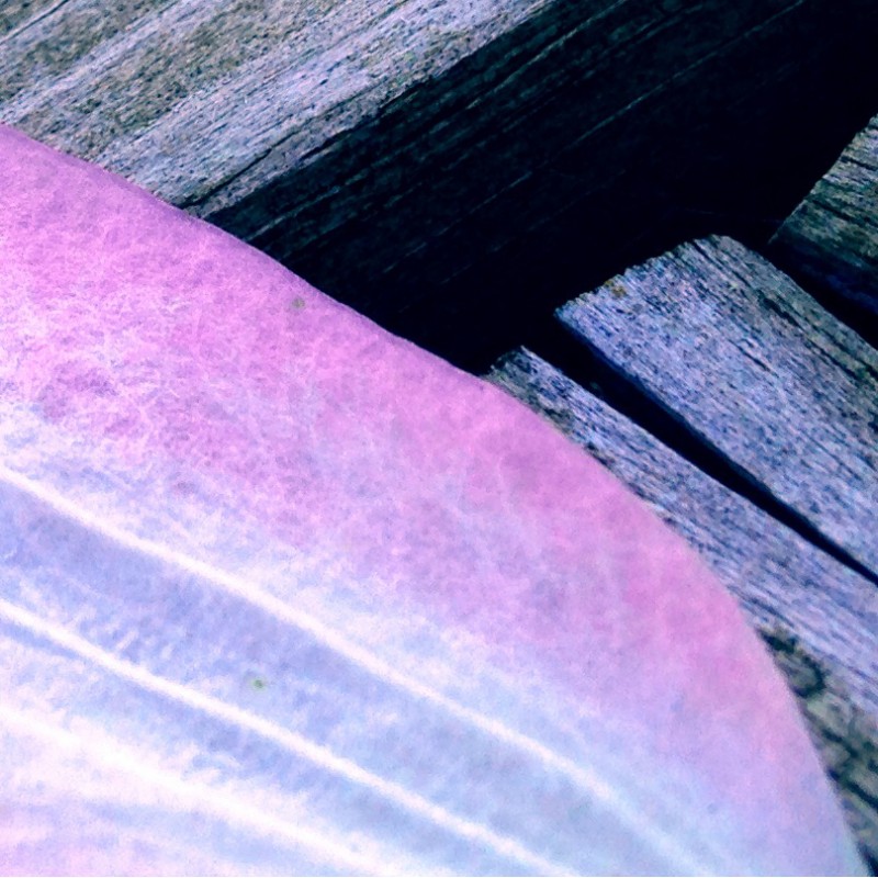 Random lavender flower petal - photo print - Additional Image 3