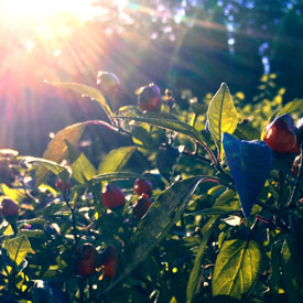Sunbeams hitting the peppers - rectangular photo print
