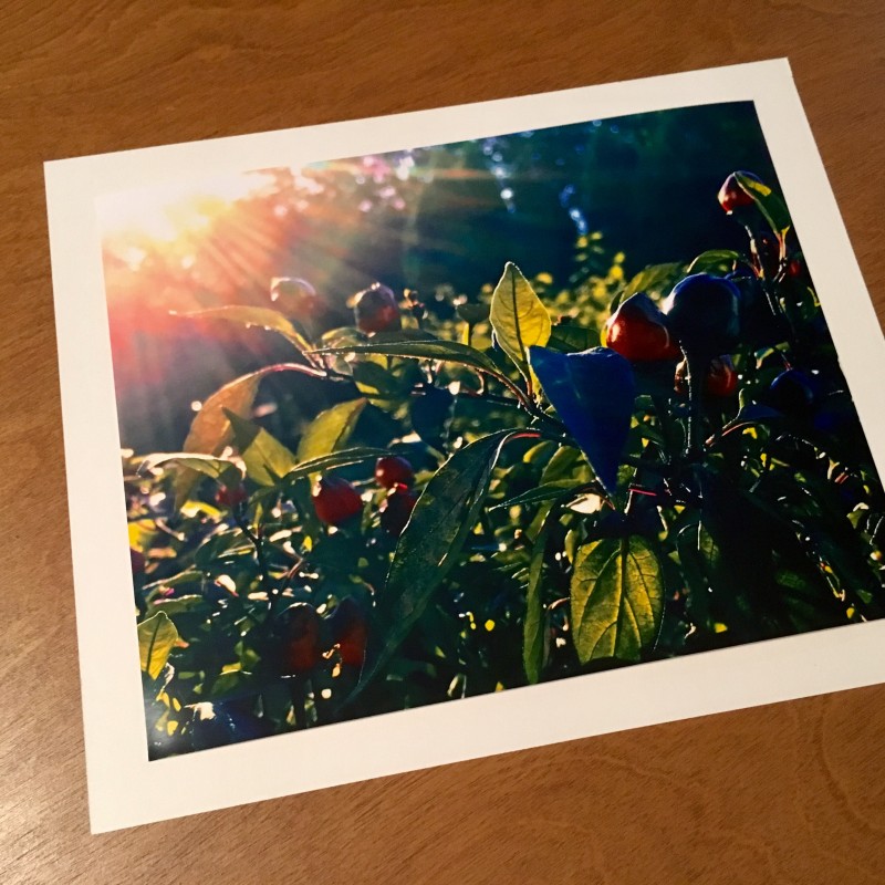 Sunbeams hitting the peppers - rectangular photo print - Additional Image 4
