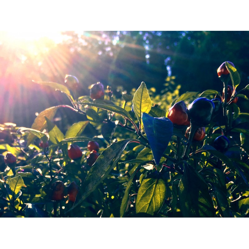 Sunbeams hitting the peppers - rectangular photo print - Primary Image