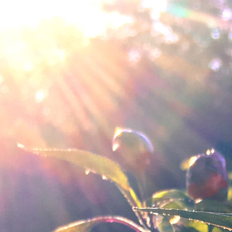 Sunbeams hitting the peppers - rectangular photo print - Additional Image 1