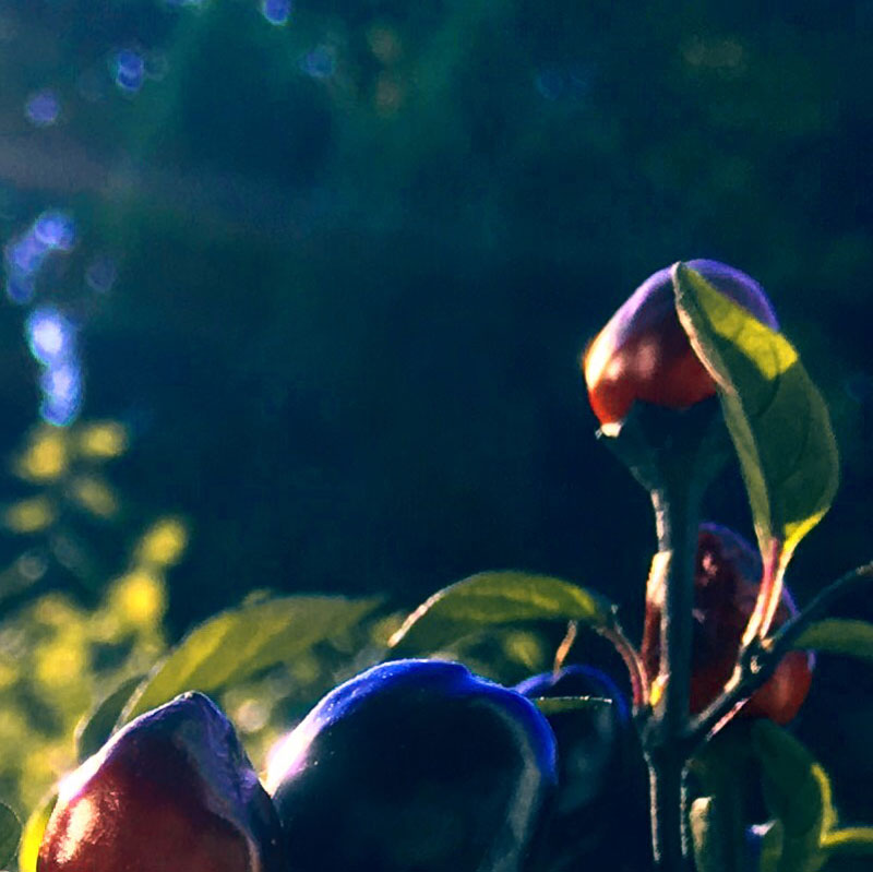 Sunbeams hitting the peppers - rectangular photo print - Additional Image 2