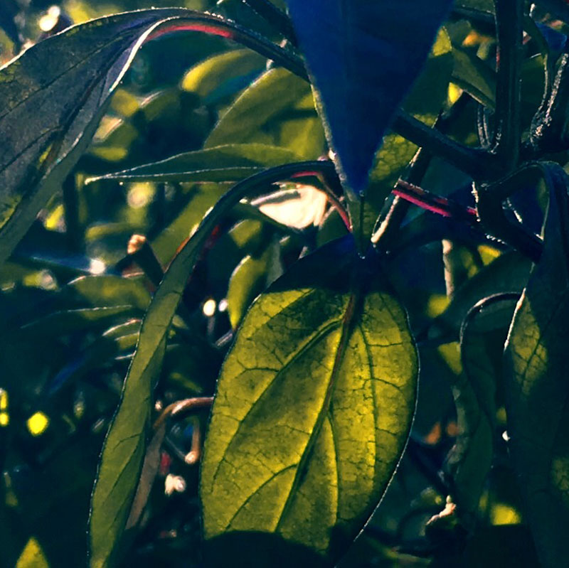 Sunbeams hitting the peppers - rectangular photo print - Additional Image 3