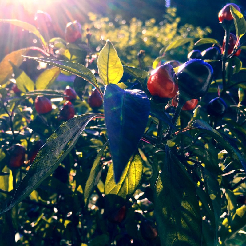 Sunbeams hitting the peppers - square photo print - Primary Image