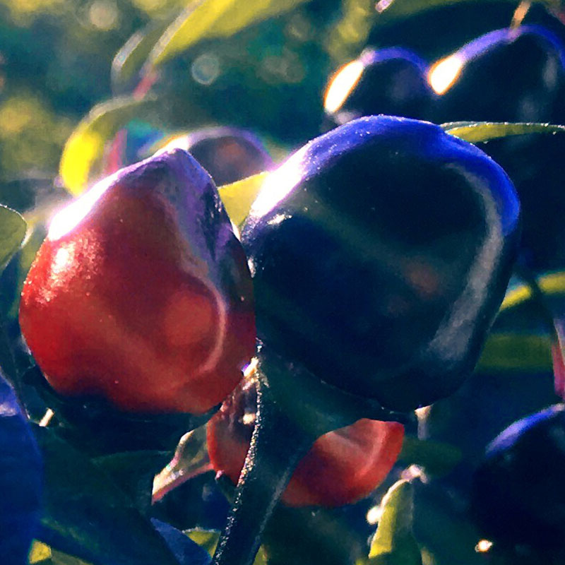Sunbeams hitting the peppers - square photo print - Additional Image 2
