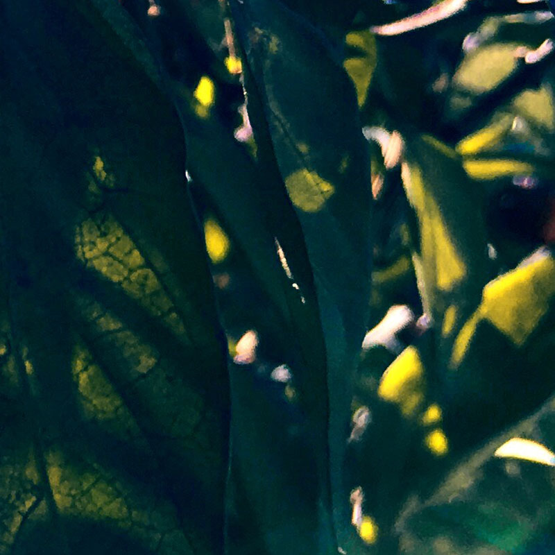 Sunbeams hitting the peppers - square photo print - Additional Image 3