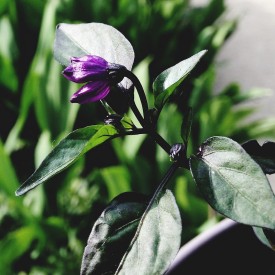 Teeny purple flower starting to bloom - photo print