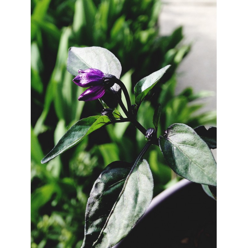 Teeny purple flower starting to bloom - photo print - Primary Image