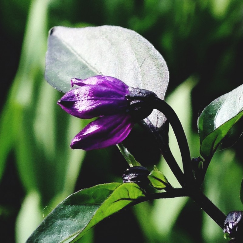 Teeny purple flower starting to bloom - photo print - Additional Image 1