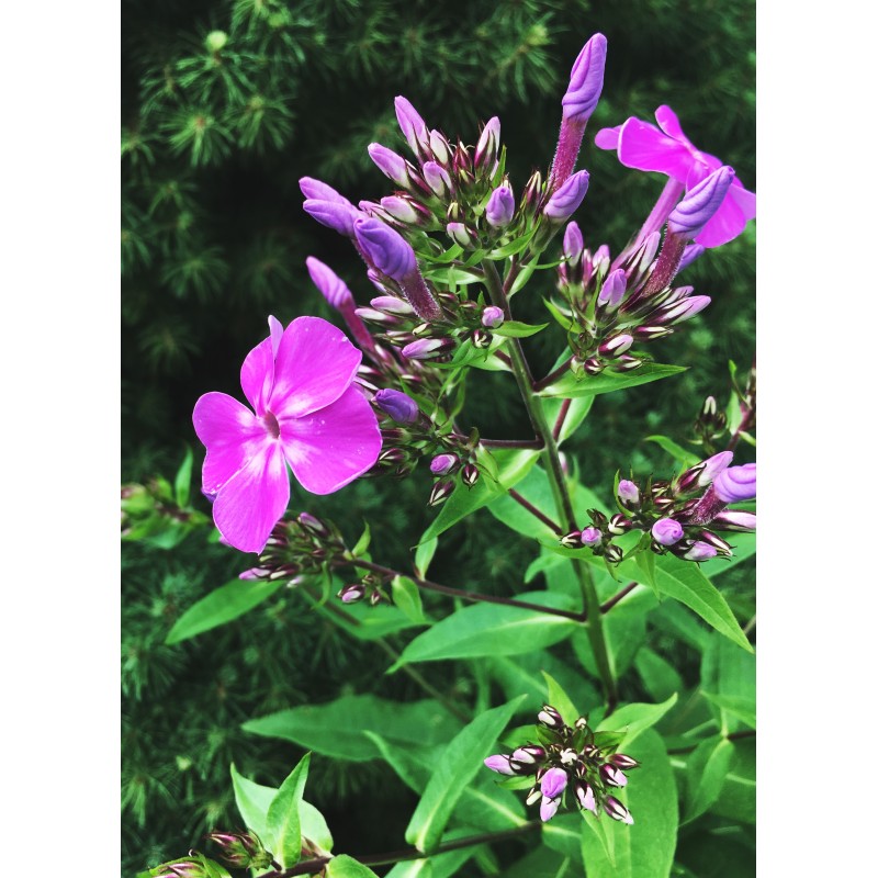 Tuesday afternoon phlox flowers - photo print - Primary Image