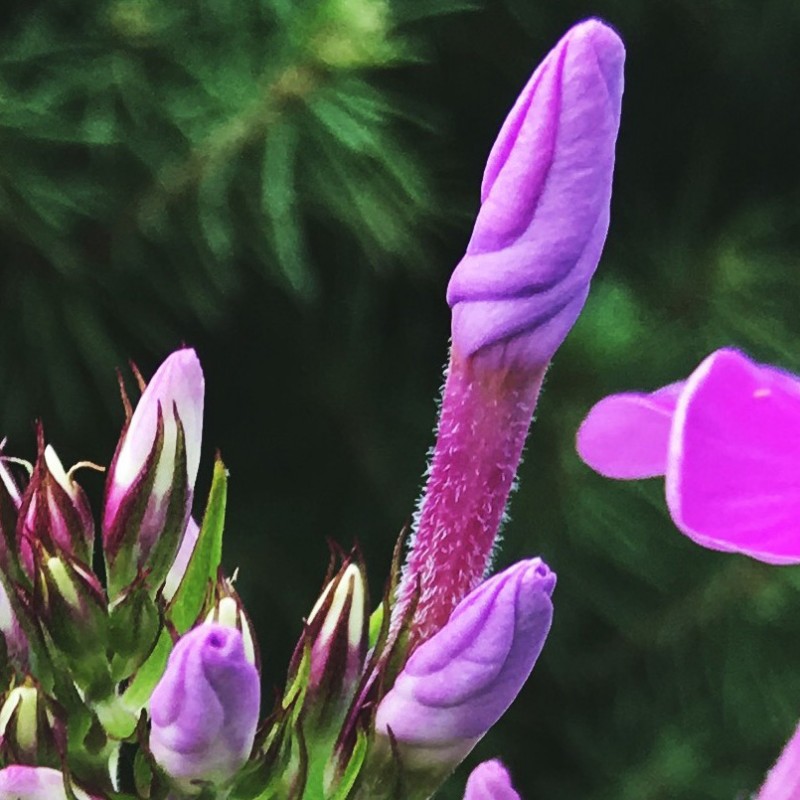 Tuesday afternoon phlox flowers - photo print - Additional Image 1