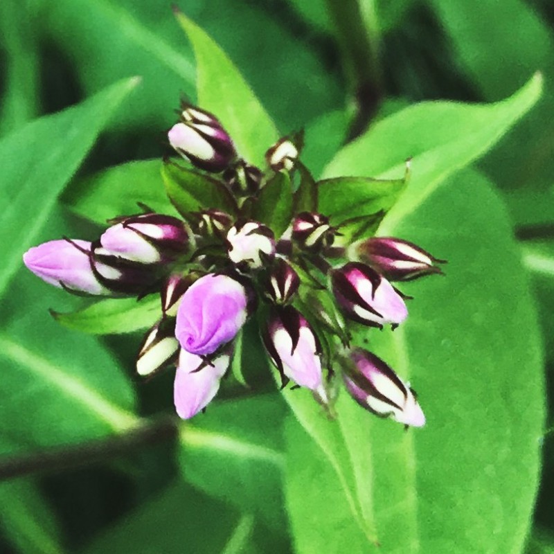 Tuesday afternoon phlox flowers - photo print - Additional Image 3