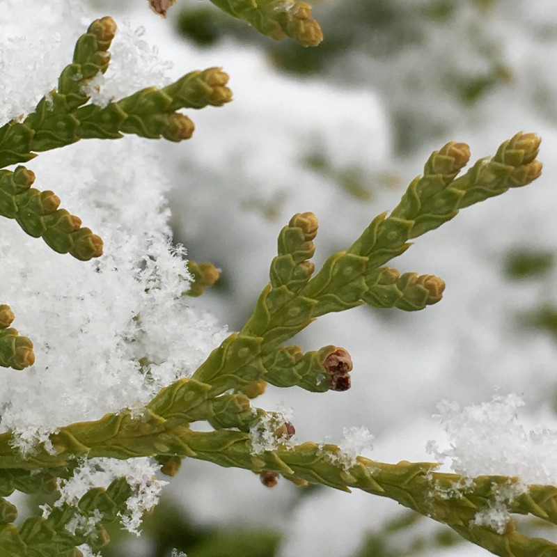 Up close with a thujopsis after the snow - photo print - Primary Image