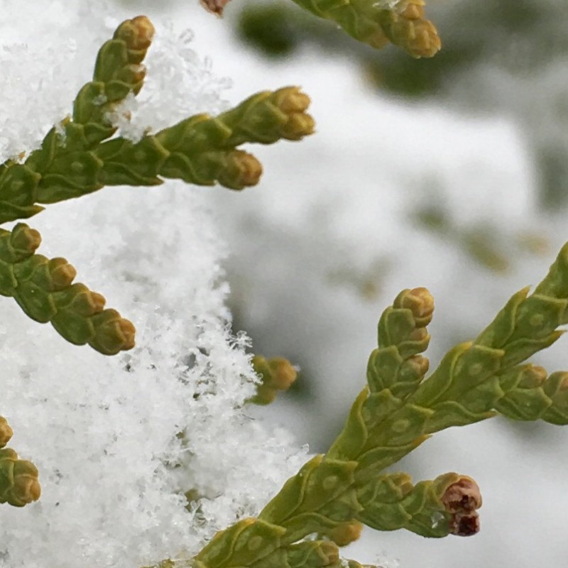 Up close with a thujopsis after the snow - photo print - Additional Image 1