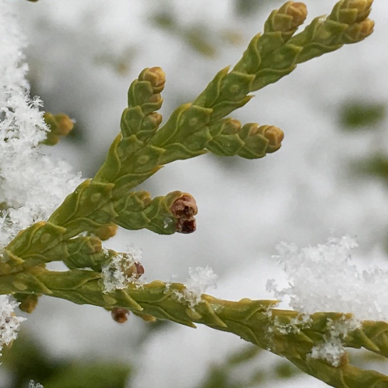 Up close with a thujopsis after the snow - photo print - Additional Image 2