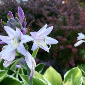 Up close with blooming hostas - photo print