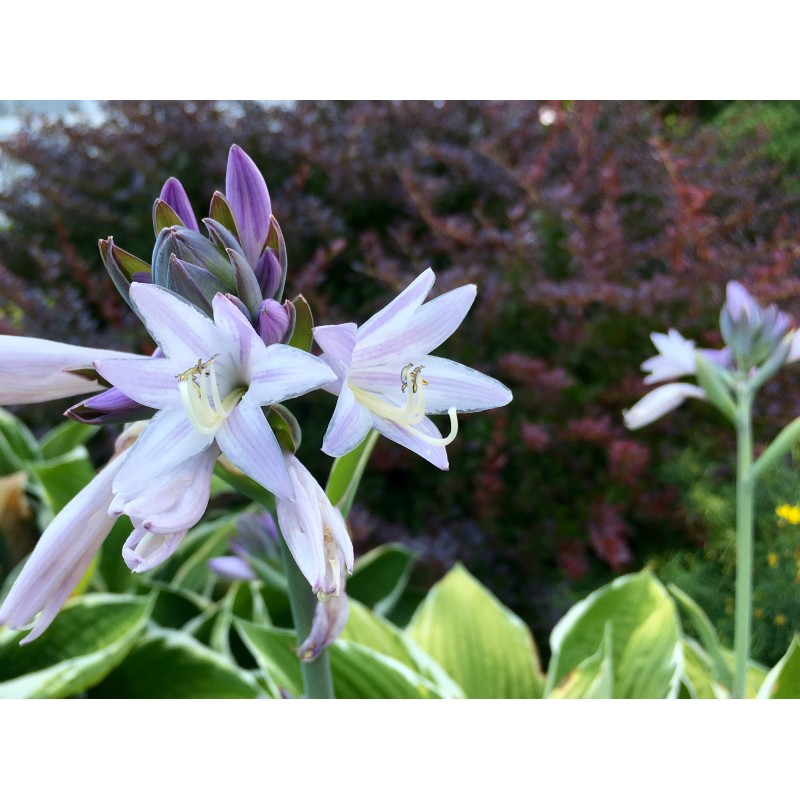 Up close with blooming hostas - photo print - Primary Image