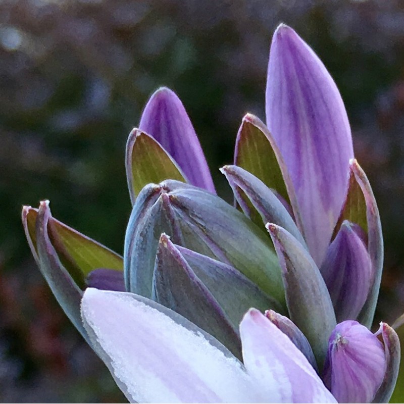 Up close with blooming hostas - photo print - Additional Image 1
