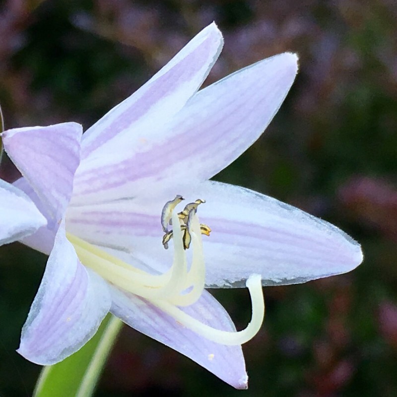Up close with blooming hostas - photo print - Additional Image 2