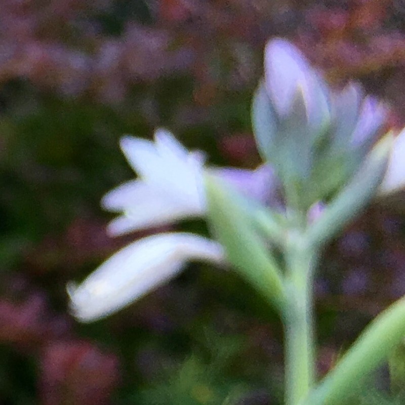 Up close with blooming hostas - photo print - Additional Image 3