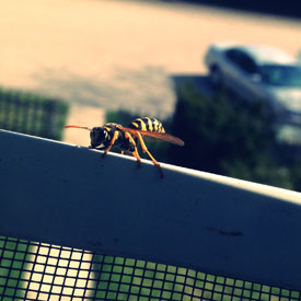 Wasp on window screen - photo print