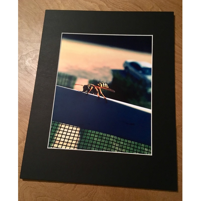 Wasp on window screen - photo print - Additional Image 3