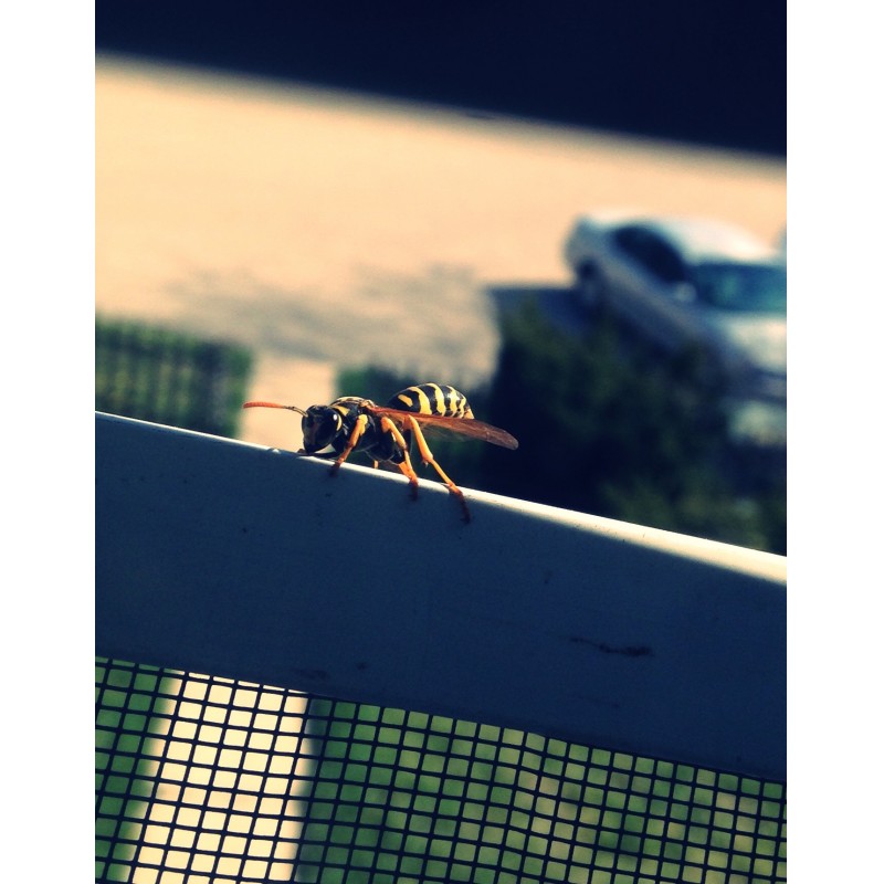 Wasp on window screen - photo print - Primary Image