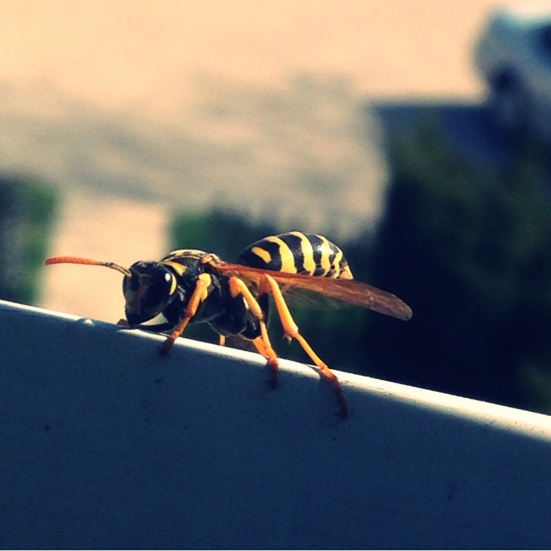 Wasp on window screen - photo print - Additional Image 1
