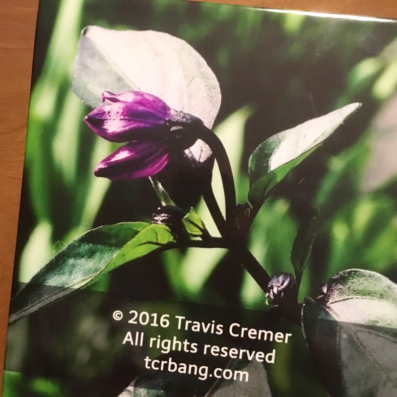 2016 Photo Book - flowers and such - Additional Image 8