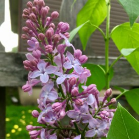 Budding, blooming lilacs - photo print