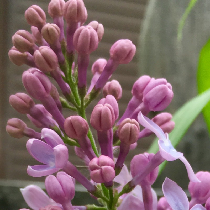 Budding, blooming lilacs - photo print - Additional Image 1