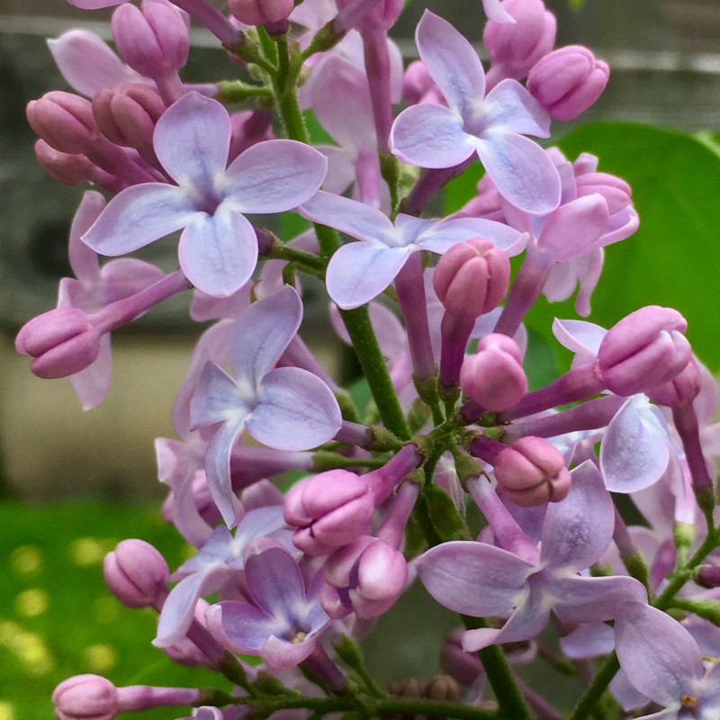 Budding, blooming lilacs - photo print - Additional Image 2