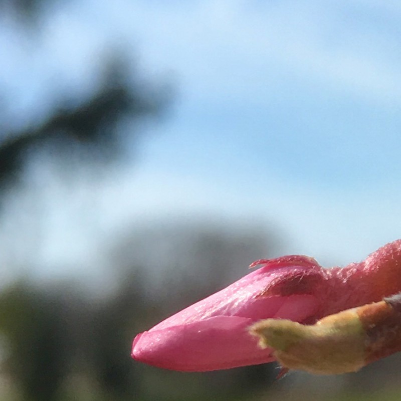 Cherry willow blooming pink like - photo print - Additional Image 2