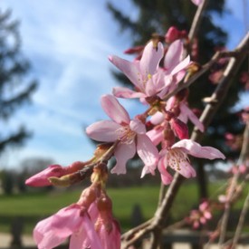 Cherry willow blooming pink like - photo print