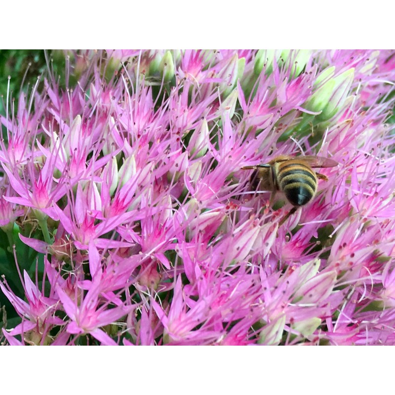 Farmer Bee in the flowers - photo print - Primary Image