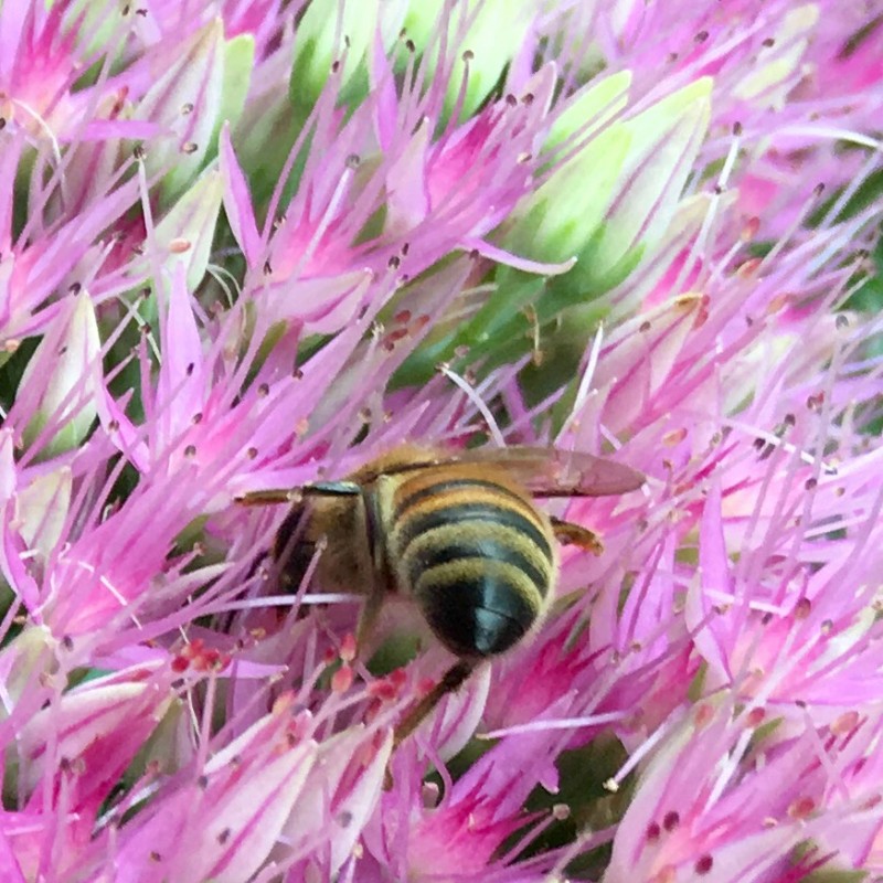 Farmer Bee in the flowers - photo print - Additional Image 2