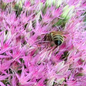 Farmer Bee in the flowers - photo print