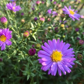 Flowers don’t care - photo print
