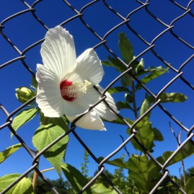 Hibiscus in the chain link - photo print