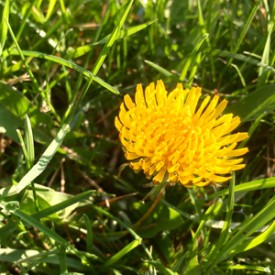 If only dandelions could just stay like this - photo print