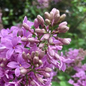 Lavender Lilacs - photo print