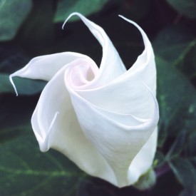 Moonflower just before blooming - photo print