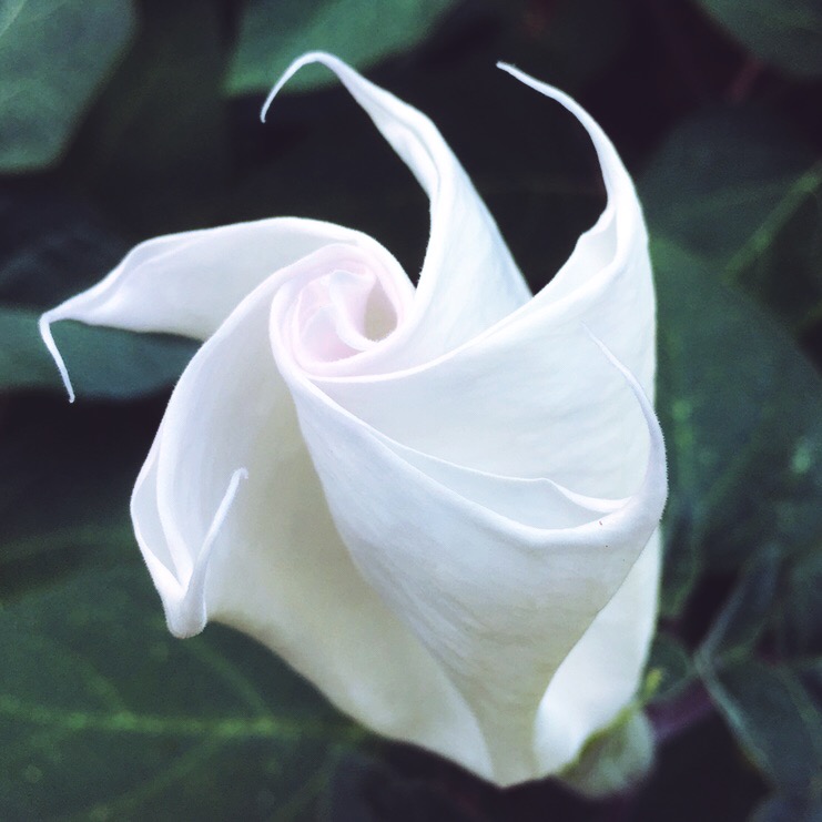 Moonflower just before blooming - photo print